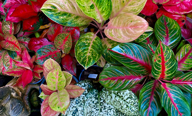 aglaonema