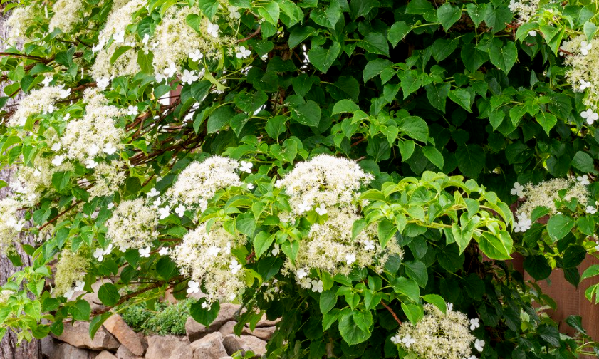 Pourquoi l’hortensia grimpant de ma grand-mère semblait toujours défier les saisons