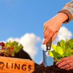 4 légumes plantés en mars