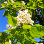 Catalpa