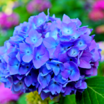 hortensia