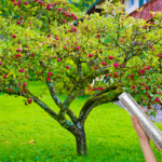 ma grand-mère entourait toujours ses arbres fruitiers de papier aluminium