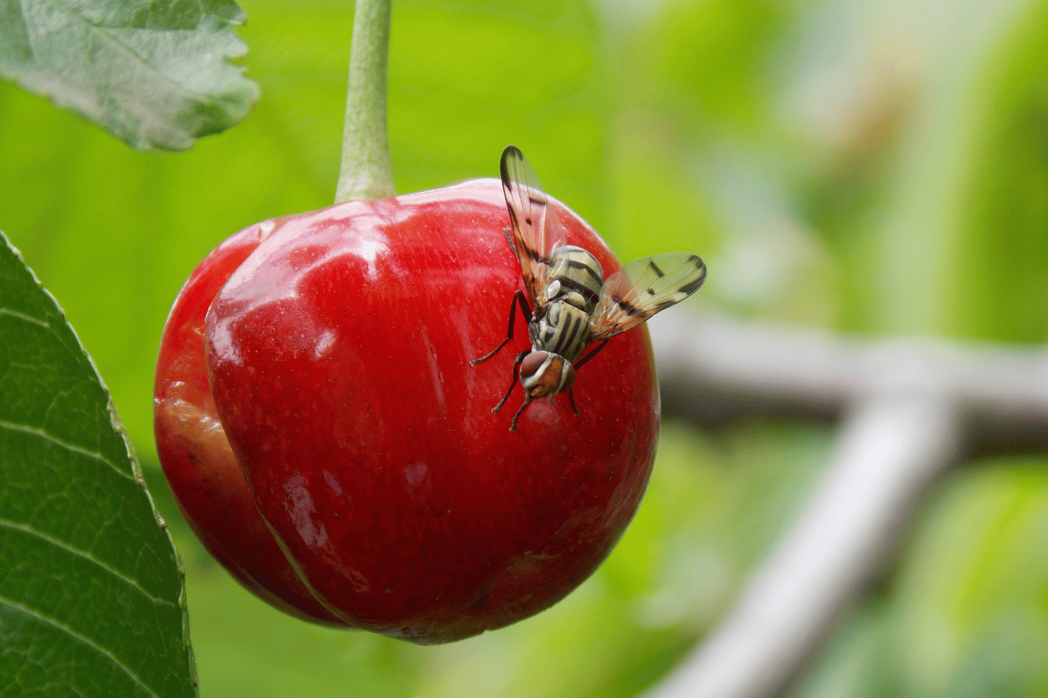 Éliminez la mouche du cerisier naturellement : 6 Astuces de grand-mère