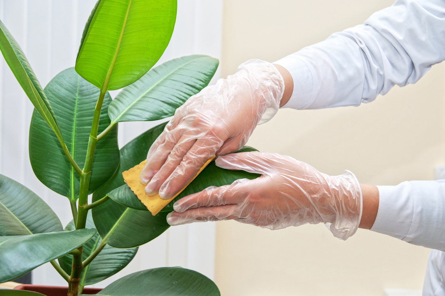 Nettoyage des feuilles : Ce que la plupart des amateurs de plantes ignorent (et qui peut tout changer)