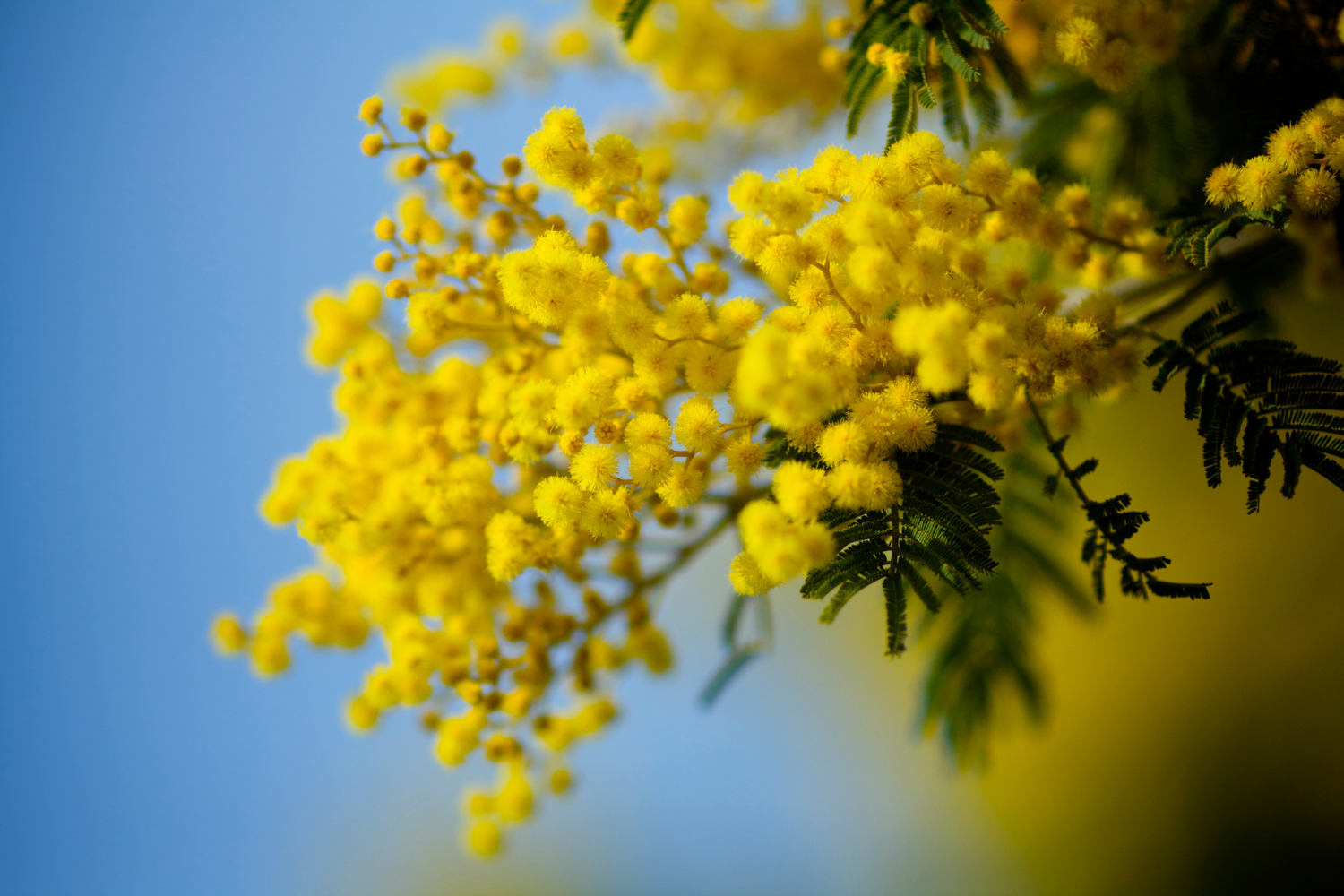 Les secrets de ma mère pour un jardin luxuriant : Découvrez 6 Arbres persistants à planter sans attendre