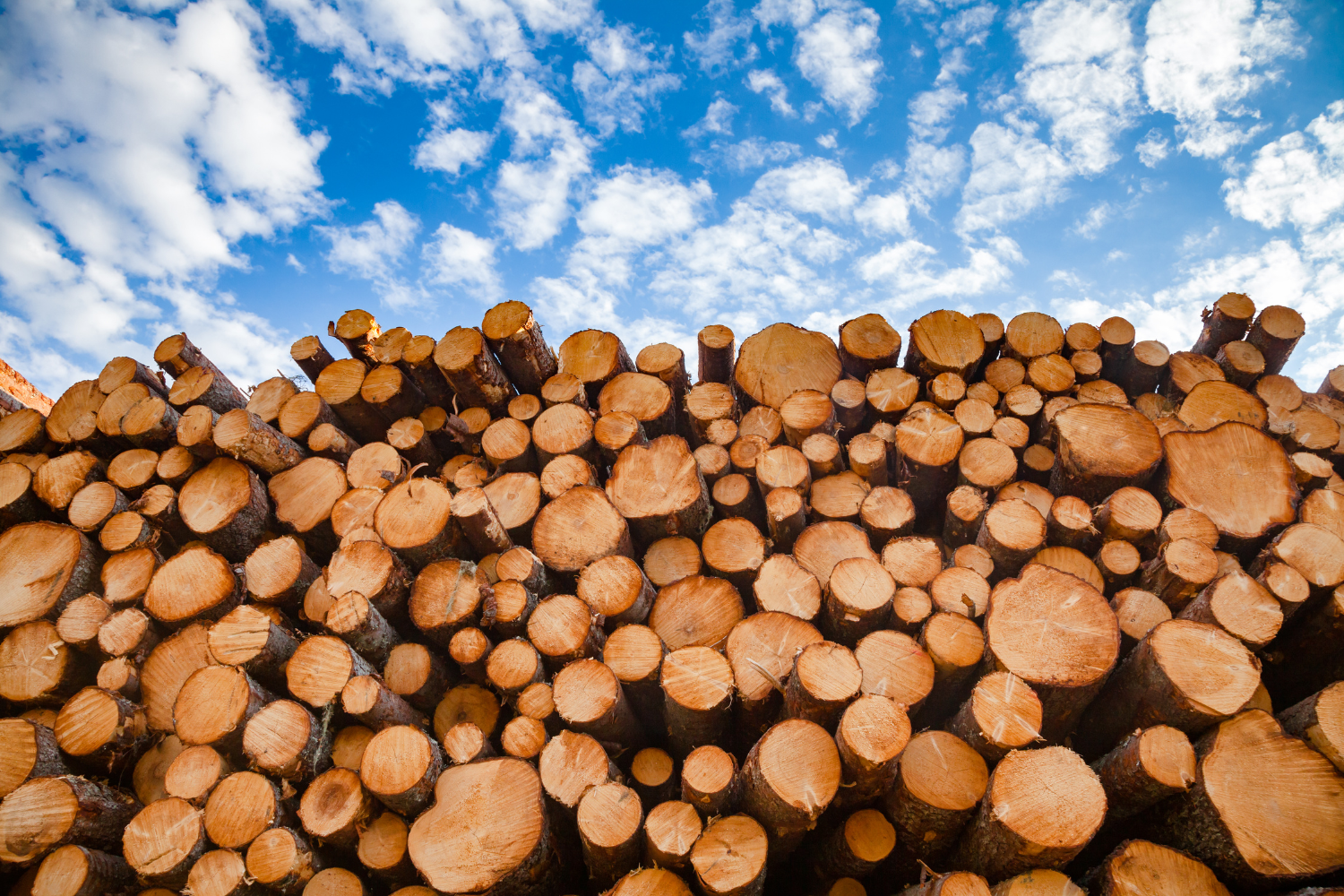 Comment sécher rapidement votre bois cet hiver : Découvrez l’astuce de mon grand-père