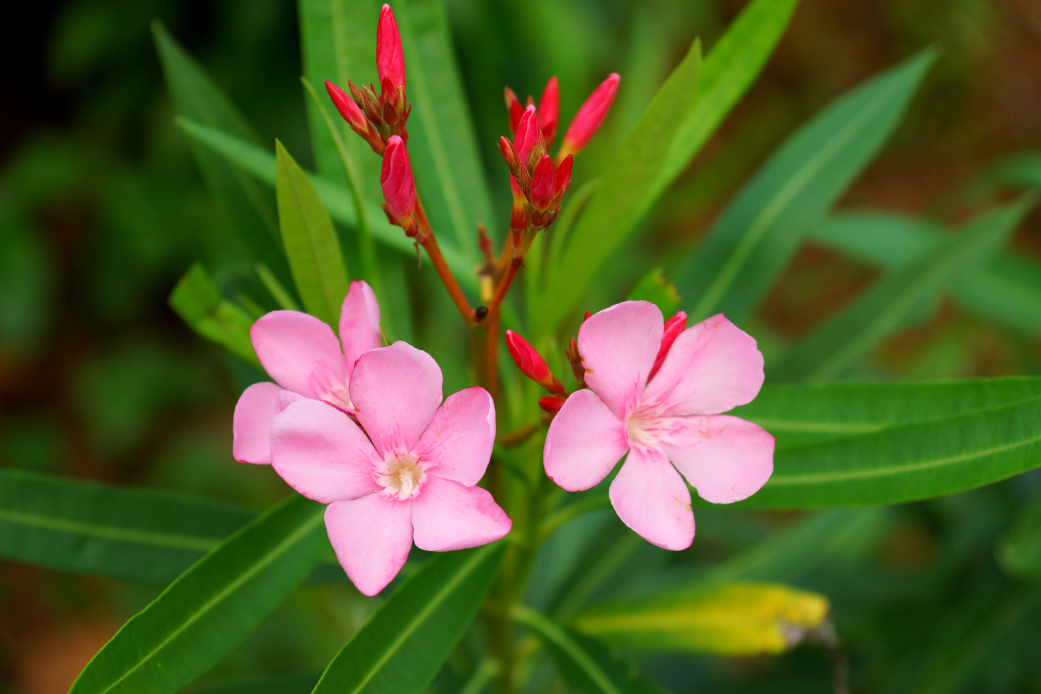 6 Plantes à bouturer en janvier : Suivez les conseils de ma grand-mère pour un jardin éclatant au printemps