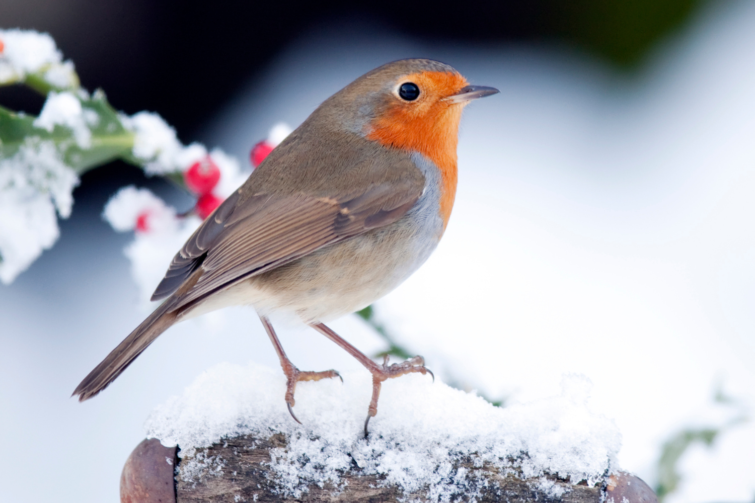 Un rouge-gorge dans votre jardin cet hiver : Découvrez ce que vous pouvez faire pour l’attirer