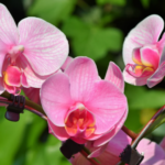 orchidées fleuries toute l'année