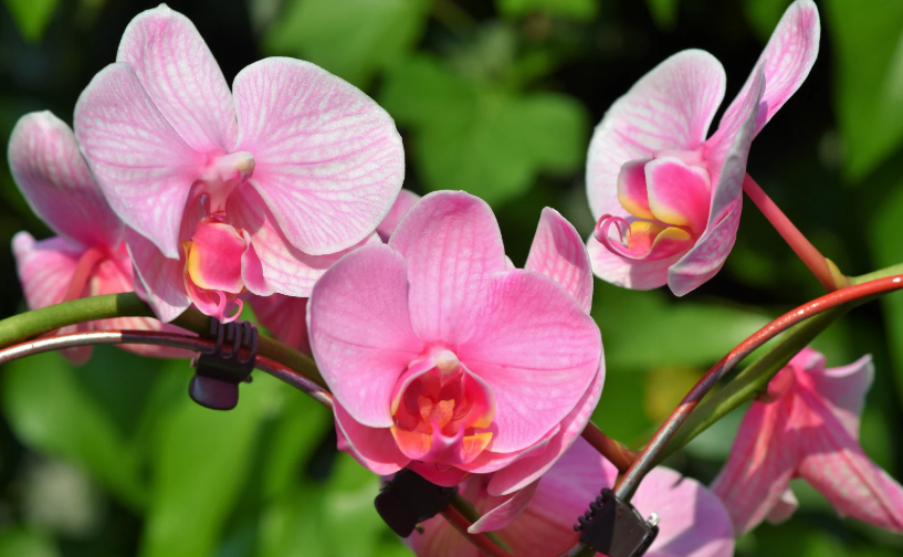 orchidées fleuries toute l'année