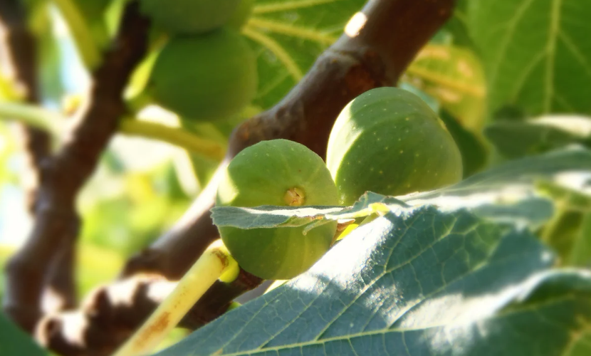 préparer vos arbres fruitiers à une nouvelle saison de croissance et de production abondante