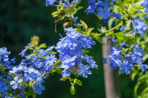 plumbago