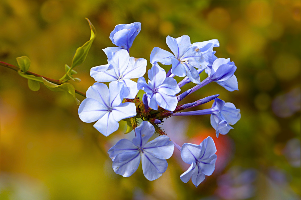 Avec ses fleurs d’un bleu azur intense, cet arbuste apporte une touche de charme au jardin