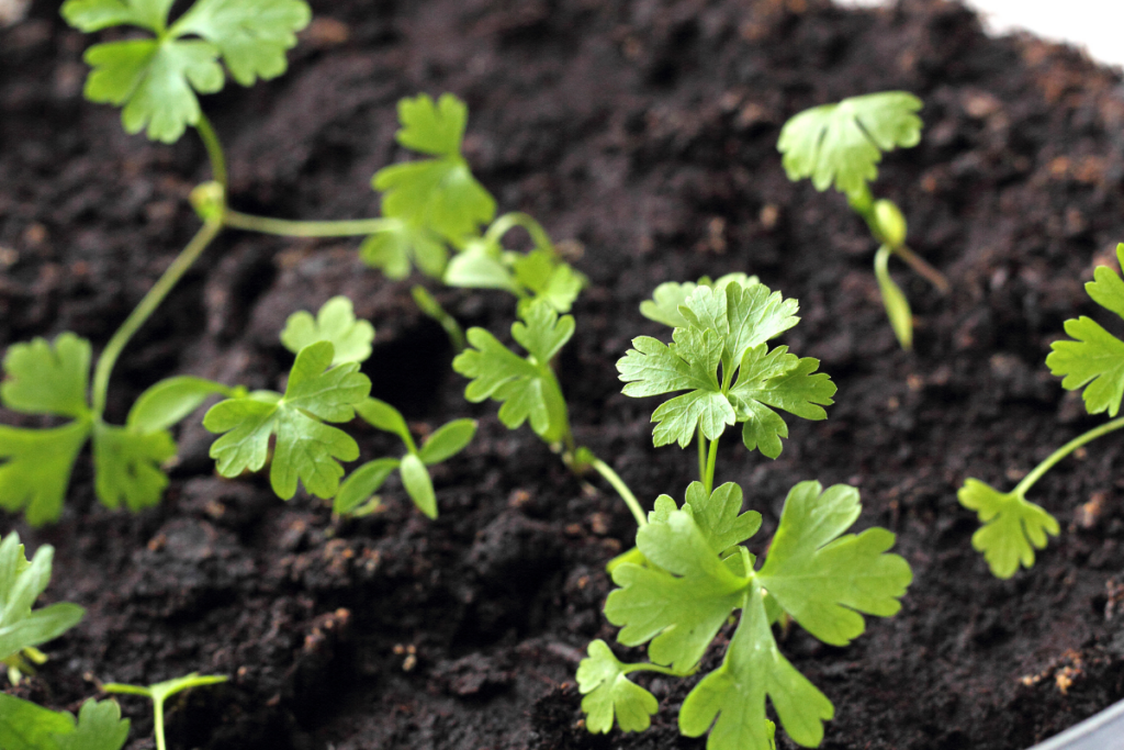 Préparer les graines pour une germination rapide et fiable