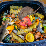 rats dans le compost