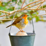 rouge-gorges au jardin