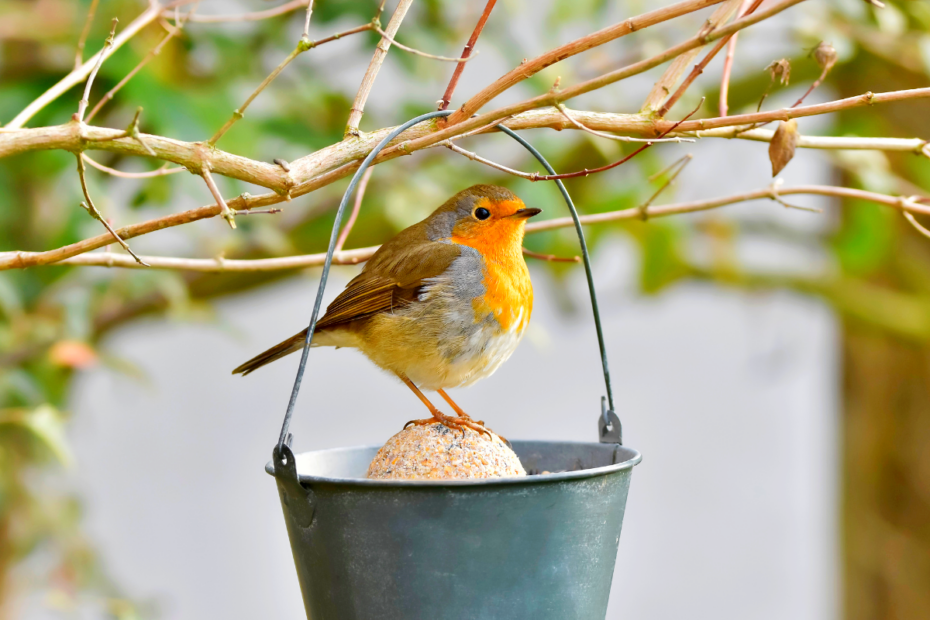 rouge-gorges au jardin